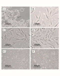 Figure 1. Photomicrographs of MSCs during the primary